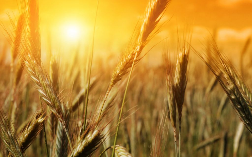 Goldene Regeln der  gesunden Ernährung